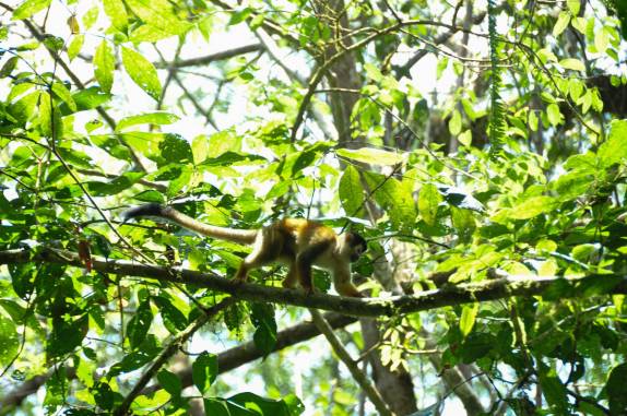 Outra espécie de macaco caminha por galho no alto da floresta no Parque Nacional Corcovado, na Península de Osa, no sul da Costa Rica